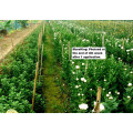 Plant Protection Plant Growth Regulator Moreking (A88)